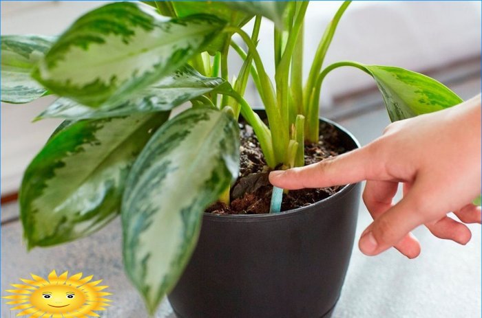 Plant food from your kitchen