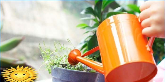 Plant food from your kitchen