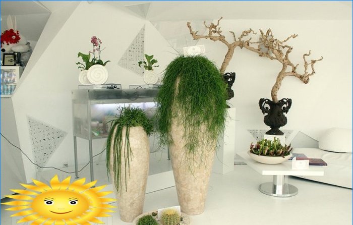 Plants in the house. Phytodesign as a way to revive the interior