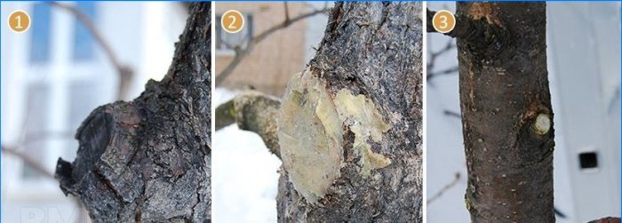 Pruning fruit trees: how to prune an apple tree
