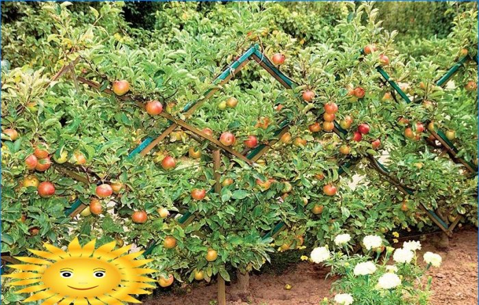 Pruning fruit trees: how to prune an apple tree