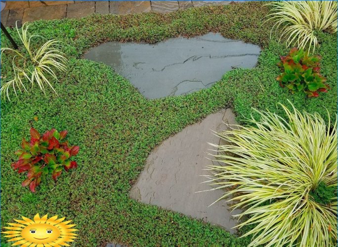 Resistant plants for walking paths, parking lots, playgrounds on the site