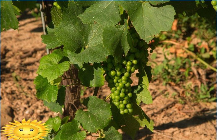 Smart vineyard: how to plant grapes correctly