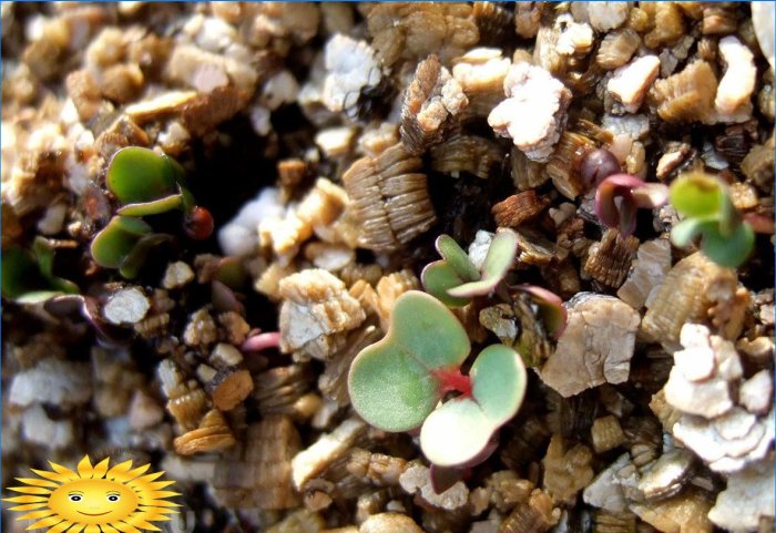 Germinating seeds in vermiculite