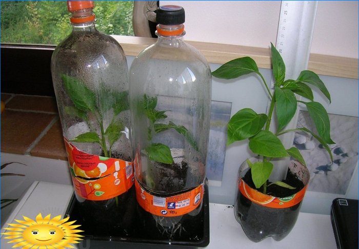 Seedlings in plastic bottles