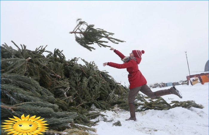 What can you do with a Christmas tree after the holidays