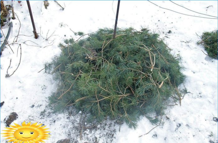 Shelter of plants for the winter with spruce branches