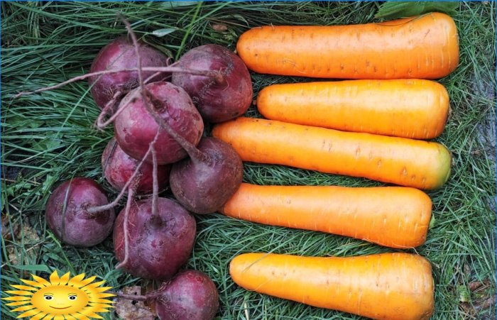 Potatoes, beets and carrots will keep their freshness when stored in pine needles