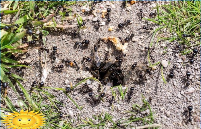 Ants on the plot