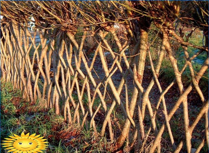Willow hedges: examples and tips