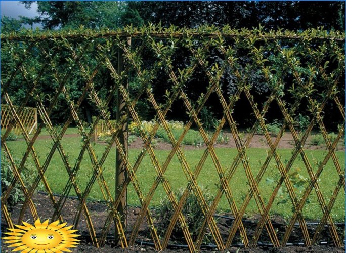 Willow hedges: examples and tips