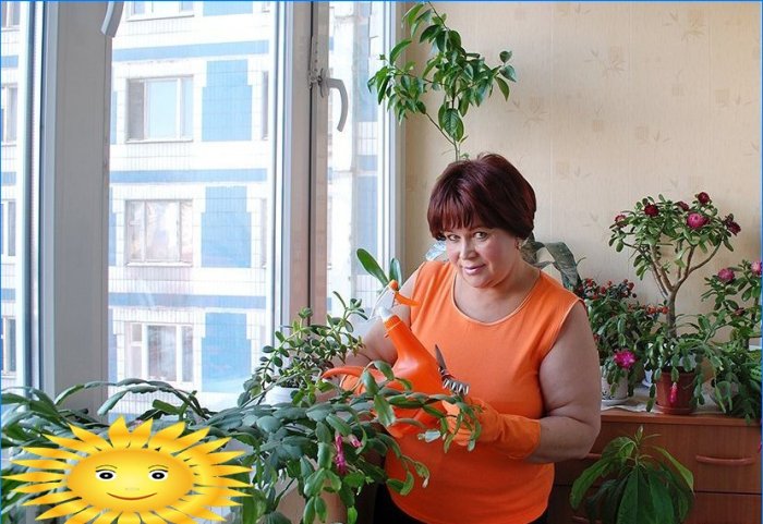 Winter garden on the balcony or landscaping the balcony with your own hands
