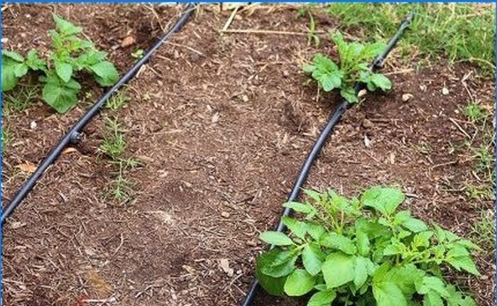 Drip irrigation is the technology of the future