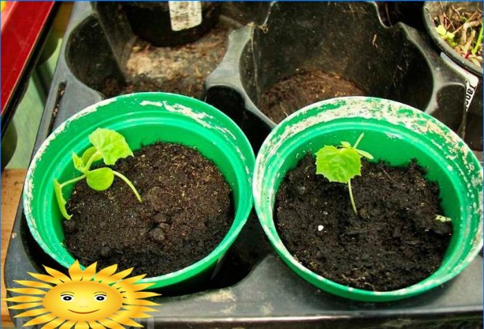 Melotria rough or watermelon cucumber: growing and care