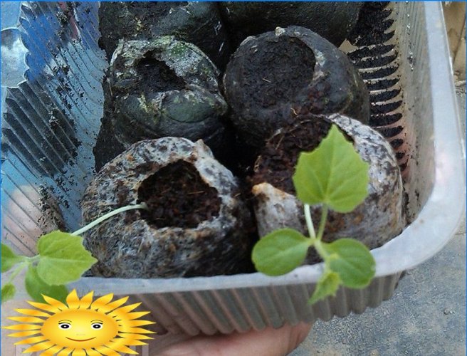 Melotria rough or watermelon cucumber: growing and care