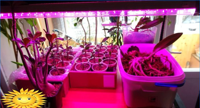 Phytolamps for indoor plants and seedlings