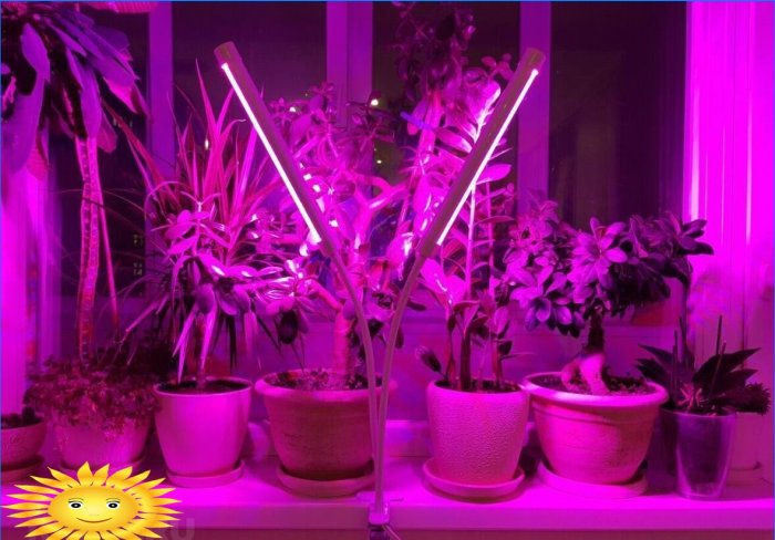 Phytolamps for indoor plants and seedlings