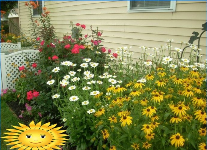 We equip a flower garden on the site - choose the best option
