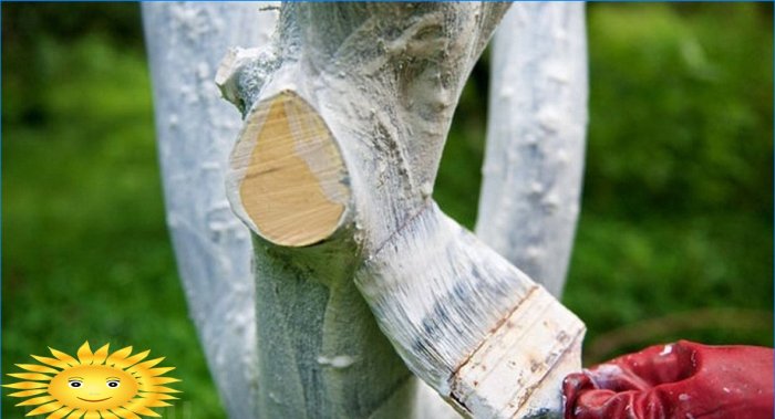 Whitewashing tree trunks on a plot in the garden - benefits and features