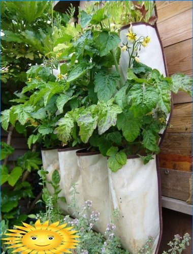 Vegetable garden in bags