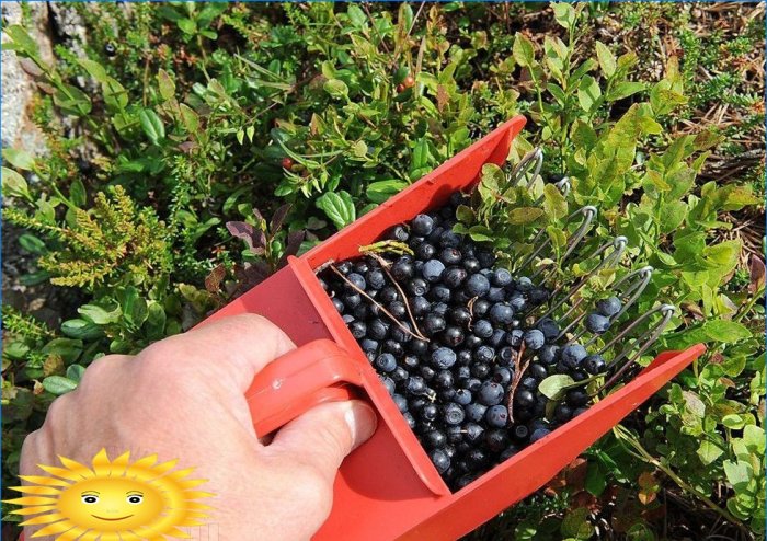 Berry pickers: features of selection and use