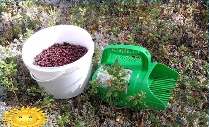 Berry pickers: features of selection and use