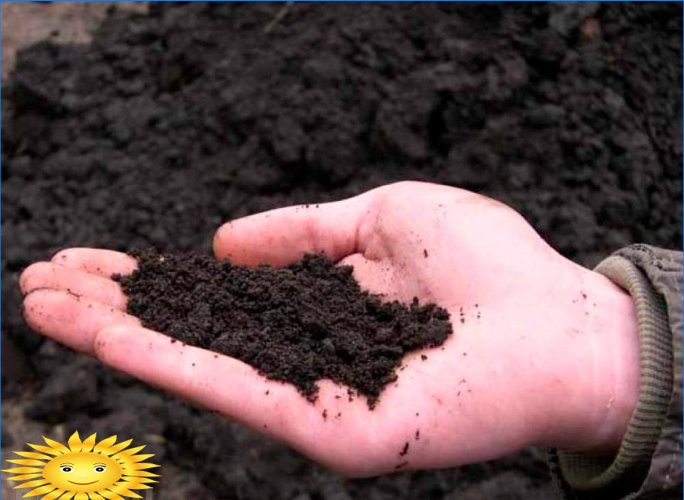 Buy black soil for the site or not