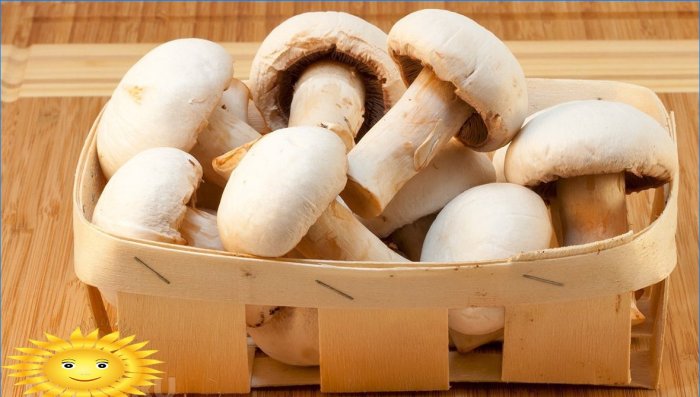White champignons in a basket