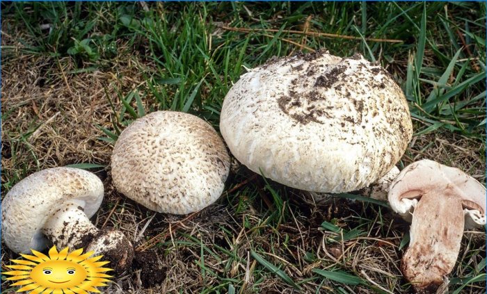 Growing mushrooms in the open field