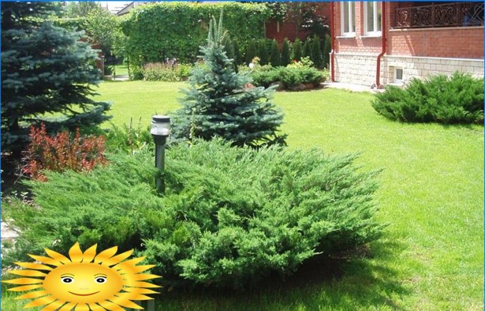 Conifers on the site. Fitting and fitting tips