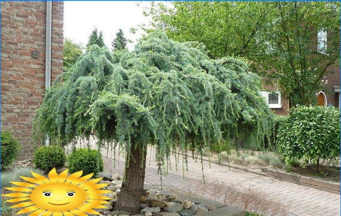 Conifers on the site. Fitting and fitting tips