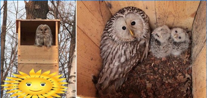 How to make a birdhouse for owls