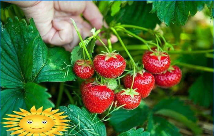 Garden strawberries - all about varieties and planting