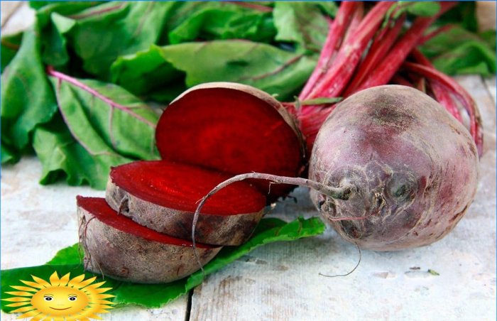 Growing beets: planting and care
