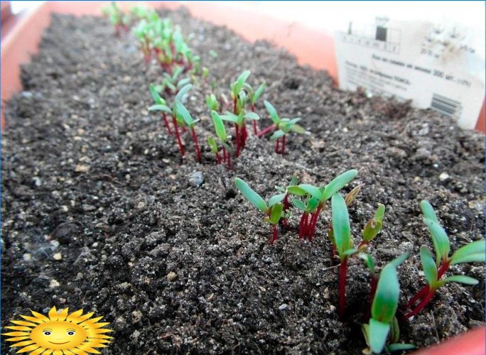 Growing beets: planting and care