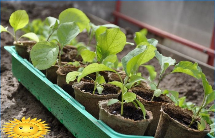 Growing seedlings according to the Kurdyumov method