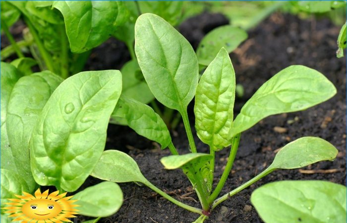 Growing spinach outdoors: planting and care