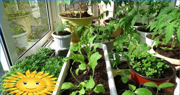 Harvest all year round: a vegetable garden on the windowsill