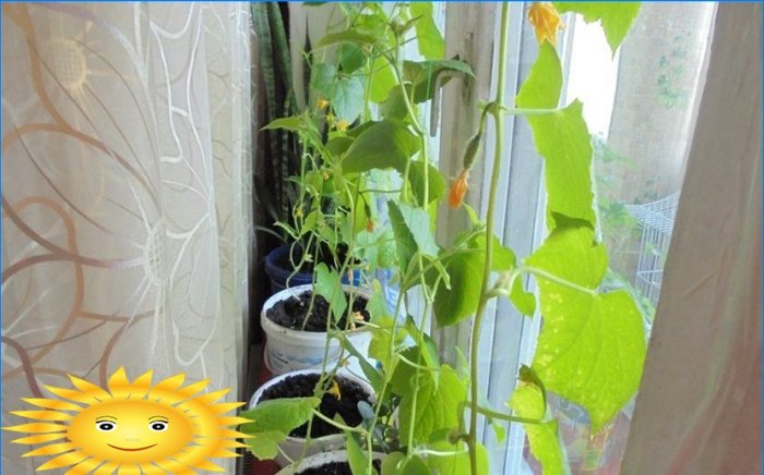 Harvest all year round: a vegetable garden on the windowsill