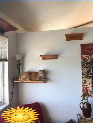 Cat shelves on the wall