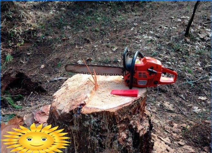 How to cut down a tree correctly and fill it in the right direction