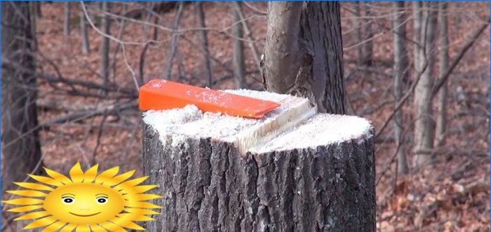 How to cut down a tree correctly and fill it in the right direction