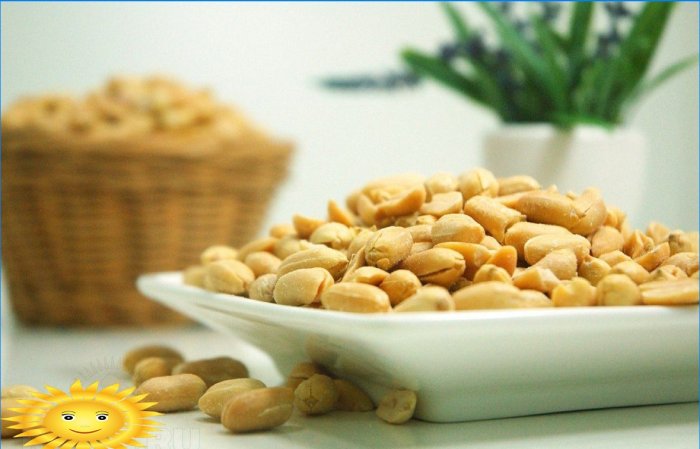 How to grow groundnut peanuts in your garden