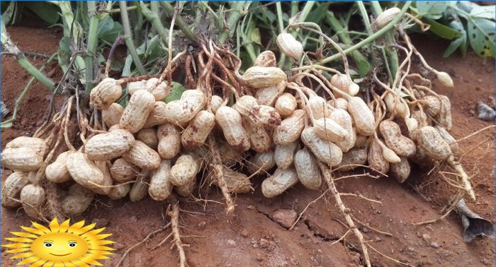How to grow groundnut peanuts in your garden