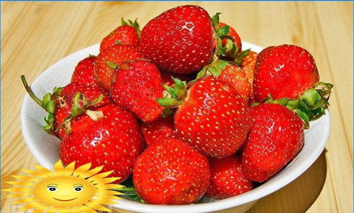 How to grow strawberries on a windowsill