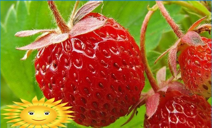How to grow strawberries on a windowsill