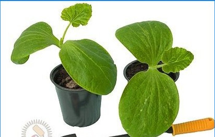 How to grow vegetable seedlings yourself