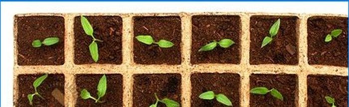 How to grow vegetable seedlings yourself