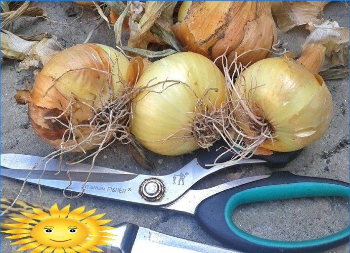 How to prepare onions for storage