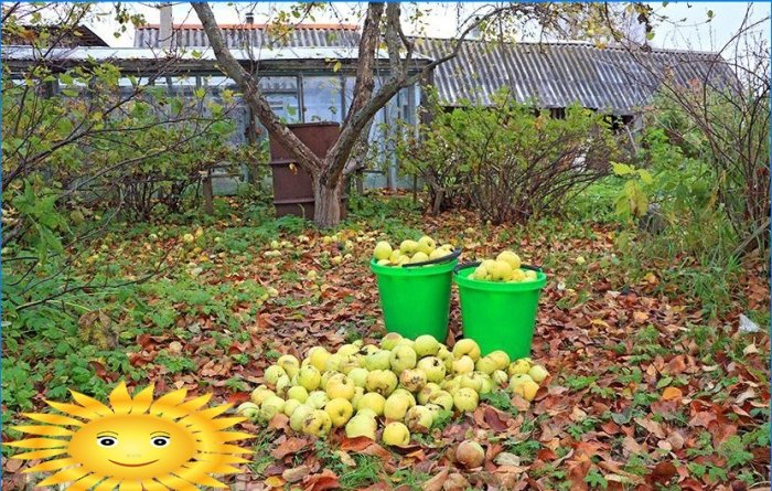 How to properly harvest and store apples